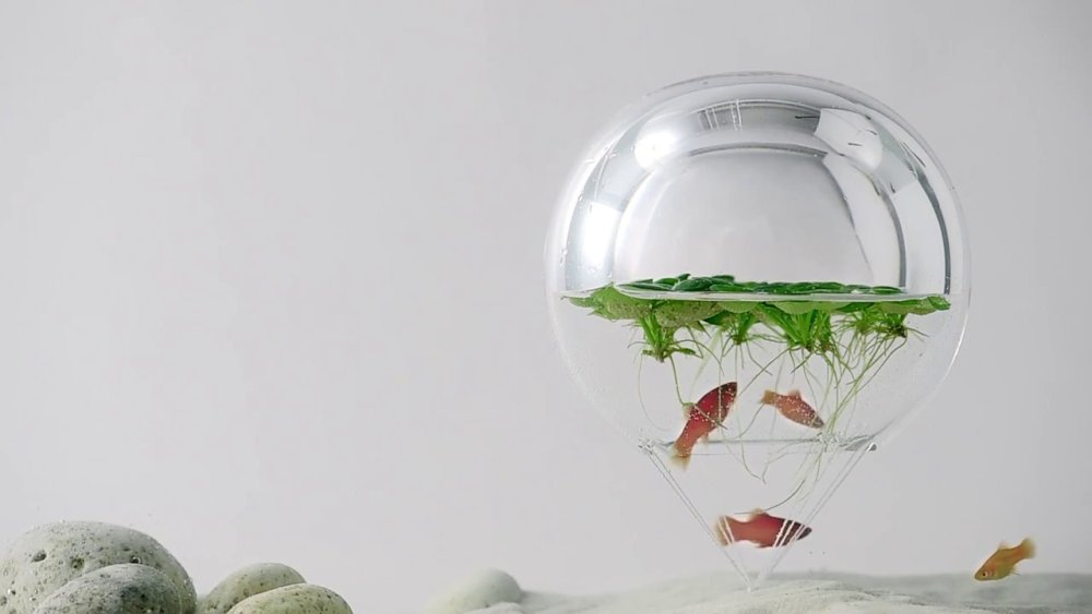 Флорариум закрытая экосистема