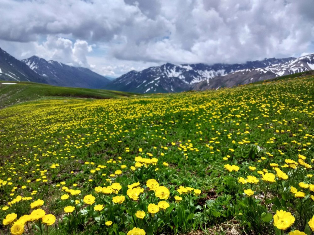 Белые цветы Катон Карагай