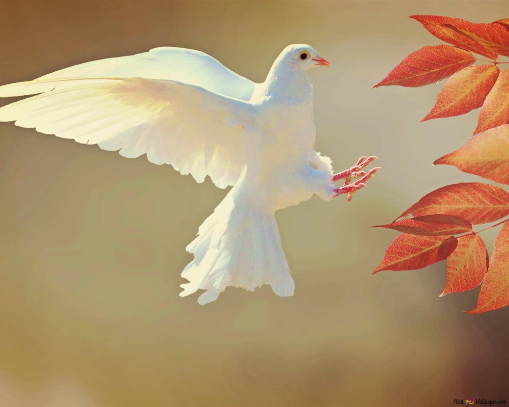 Красивая белая Голубка