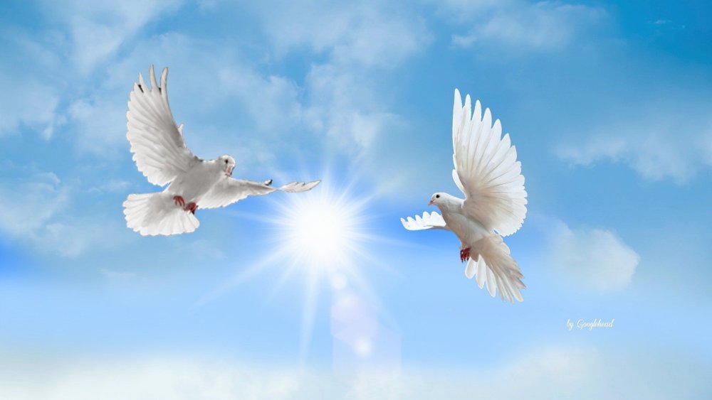 Белый голубь