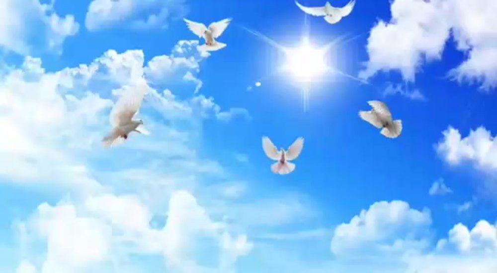 Голубь мира в небе