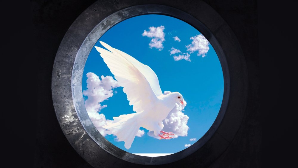 Голуби на рабочий стол