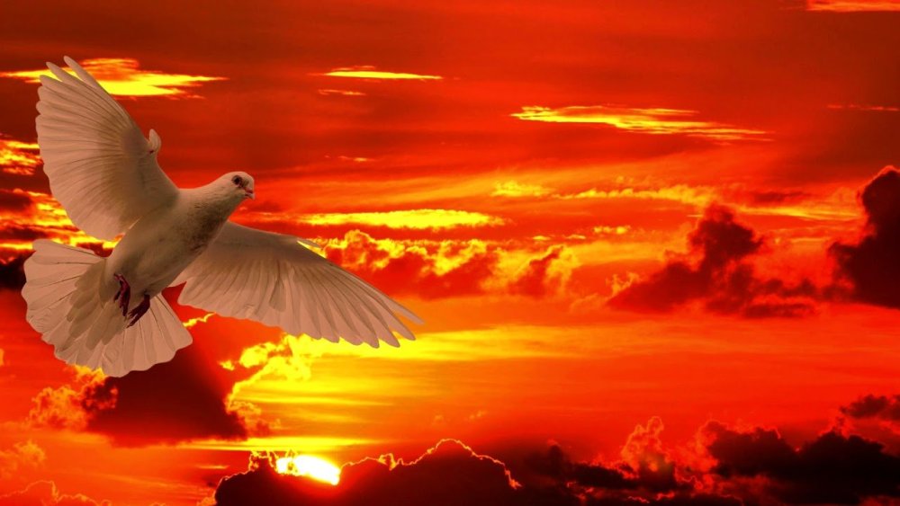 Голубь на небе с закатом