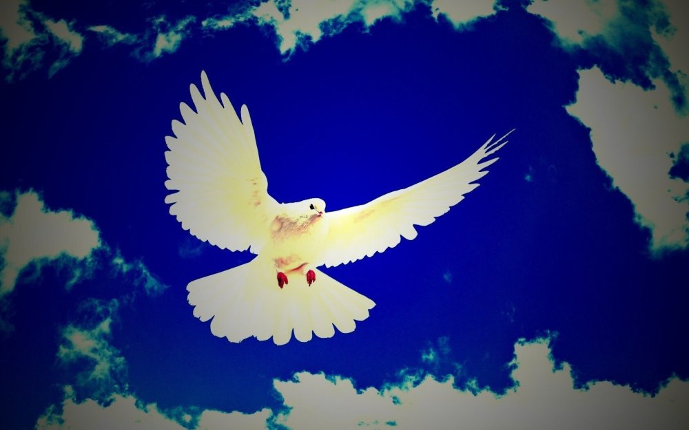 Голуби на рабочий стол