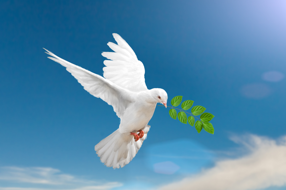 Белый голубь мира