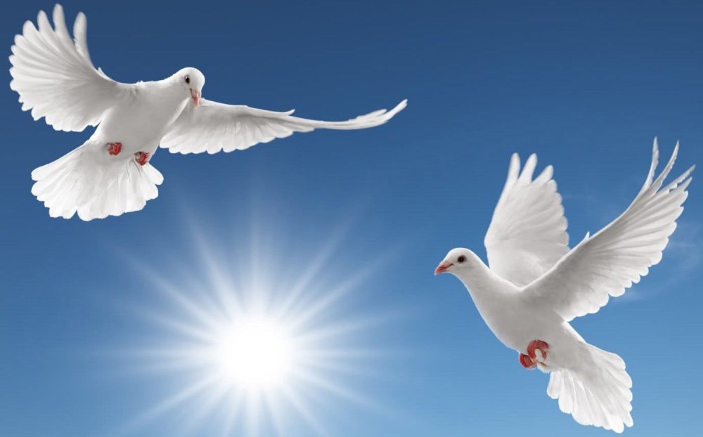 Белый голубь