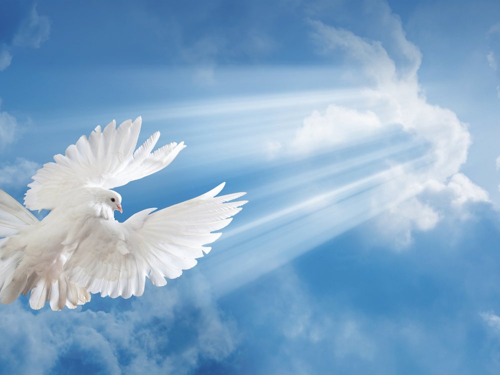 Белый голубь