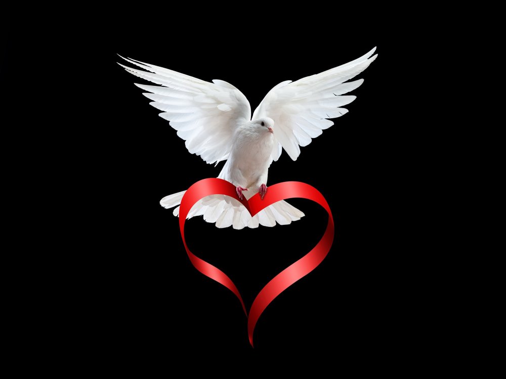 Голубь с сердечком
