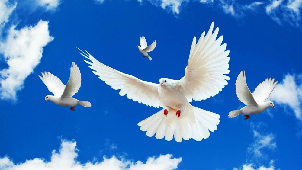 Футаж голуби