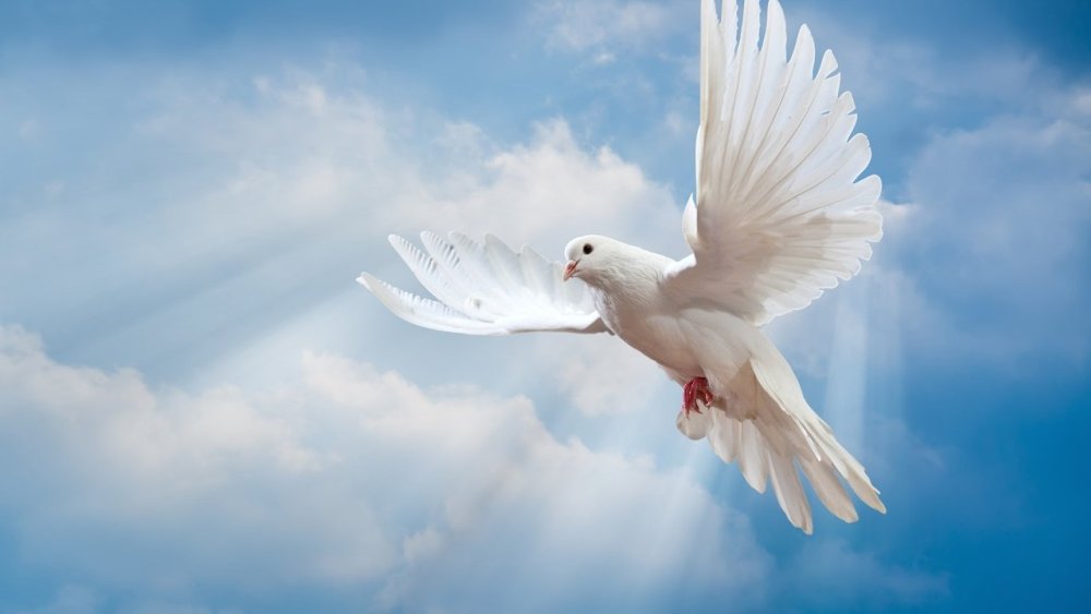 Небо с голубями фон