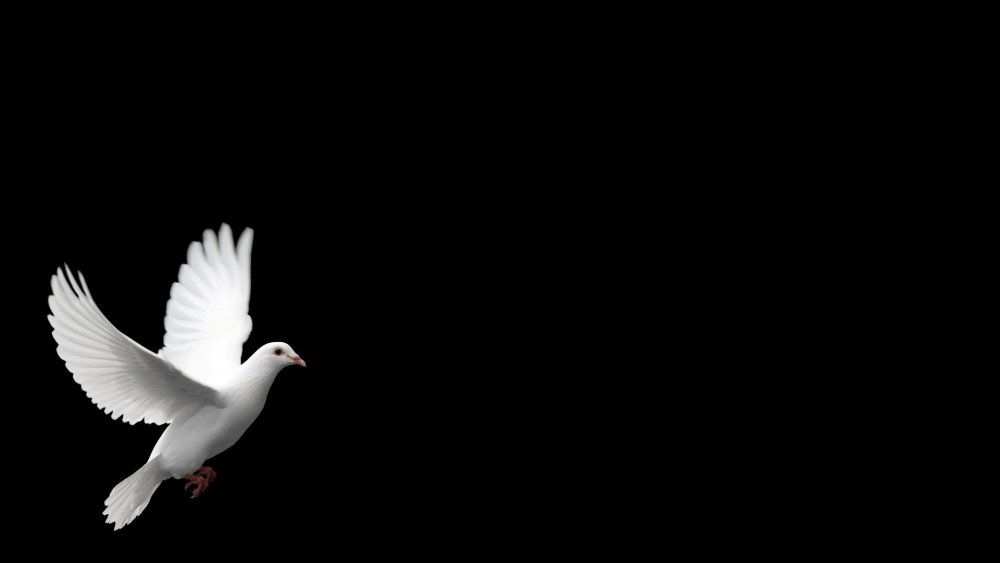 Белый голубь на черном фоне