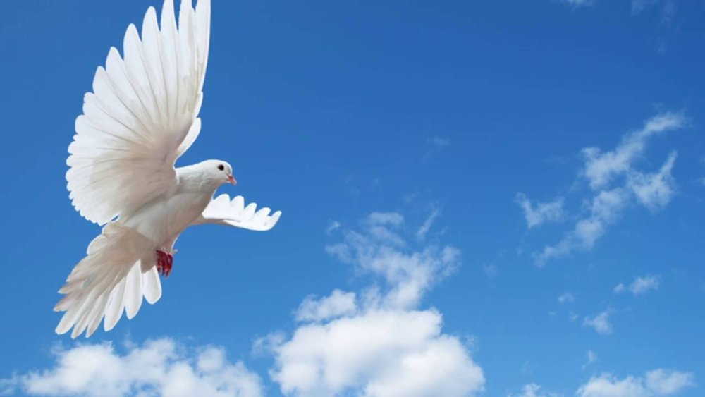 Небо с голубями фон