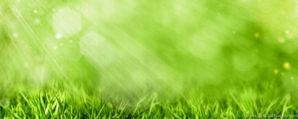 Луг с ромашками вектор