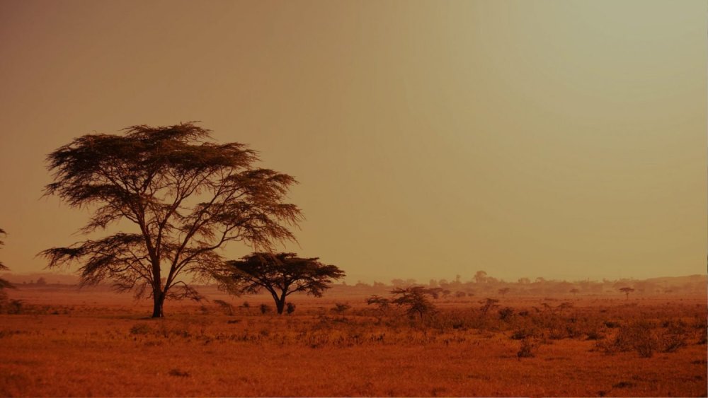 Саванна пустыня джунгли