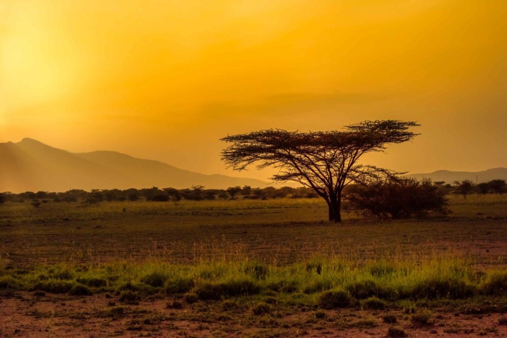 Саванны и пустыни