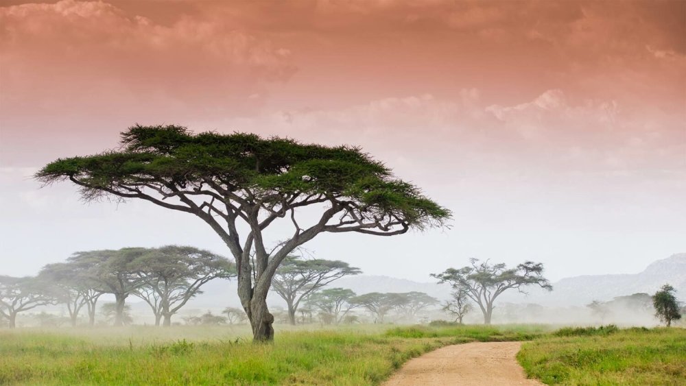 Деревья Африки