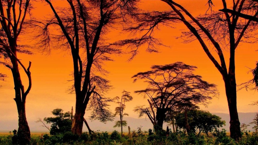 Африка пустыня Саванна джунгли