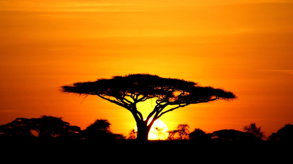 Дерево в саванне на закате