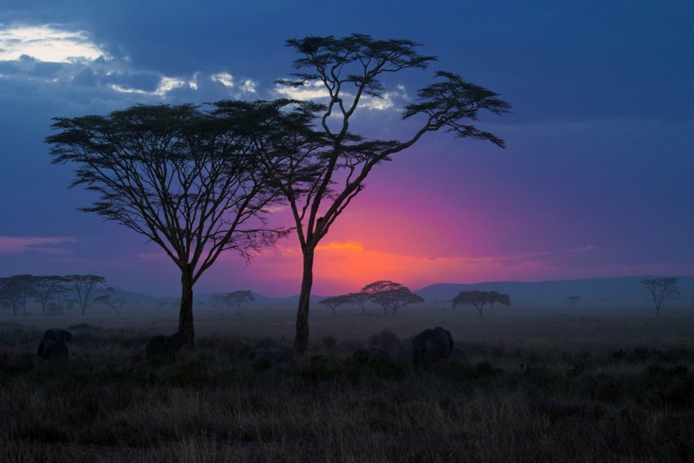 Танзания Саванна