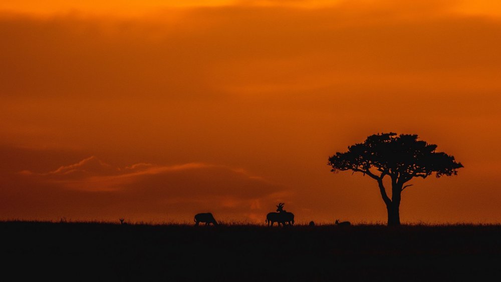 Саванна Австралии деревья