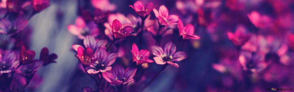 Обложка для фейсбука цветы