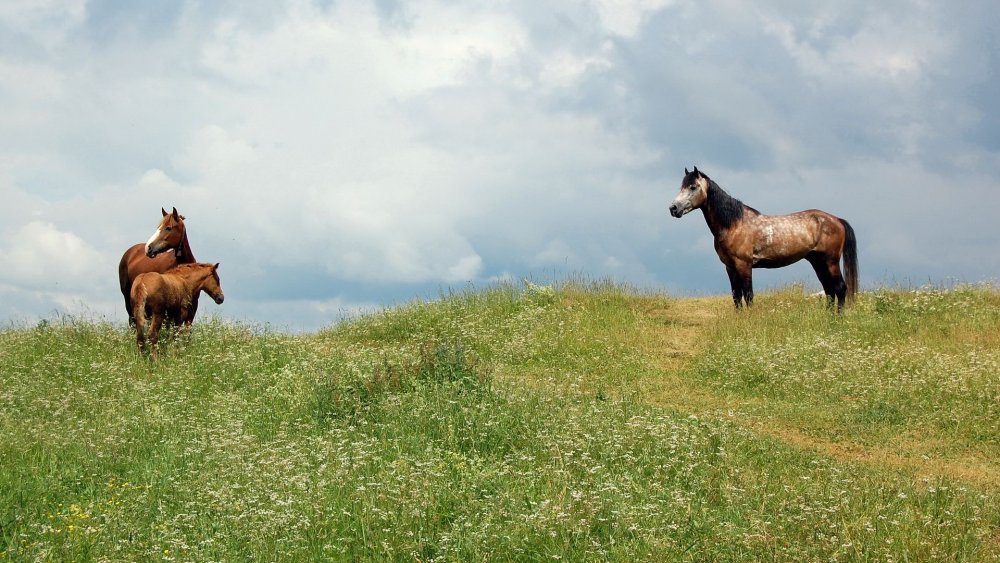 Пейзаж с лошадьми