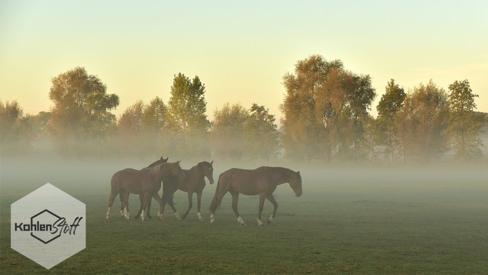 Кони вдалеке