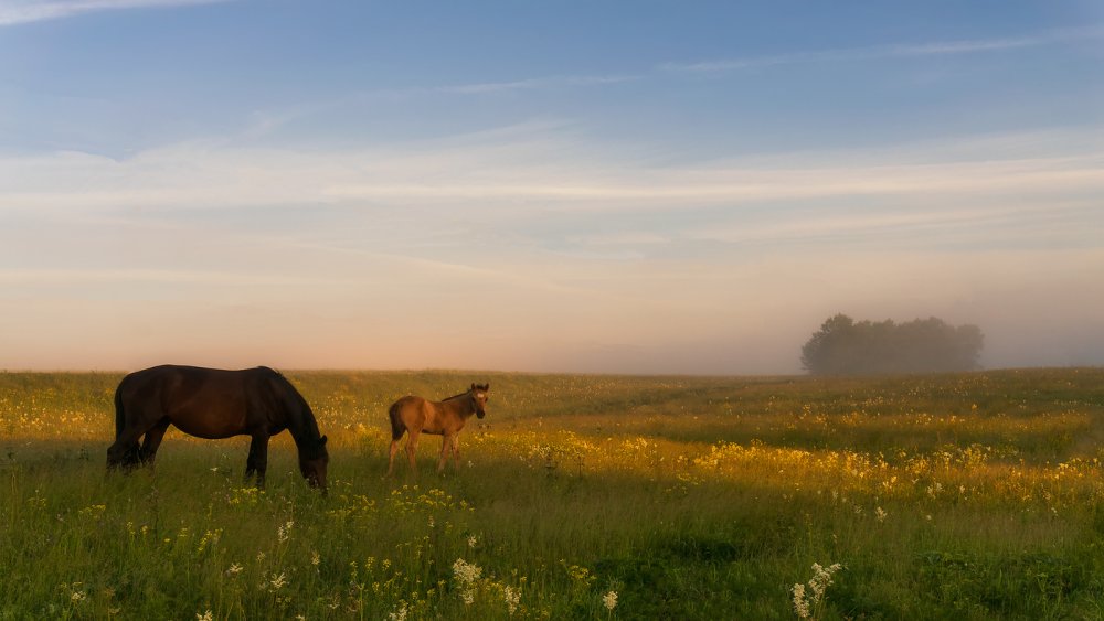 Лошади на природе