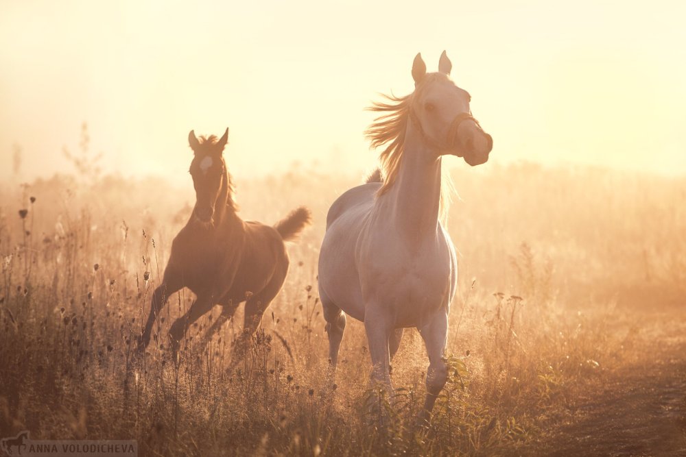 Лошади на закате