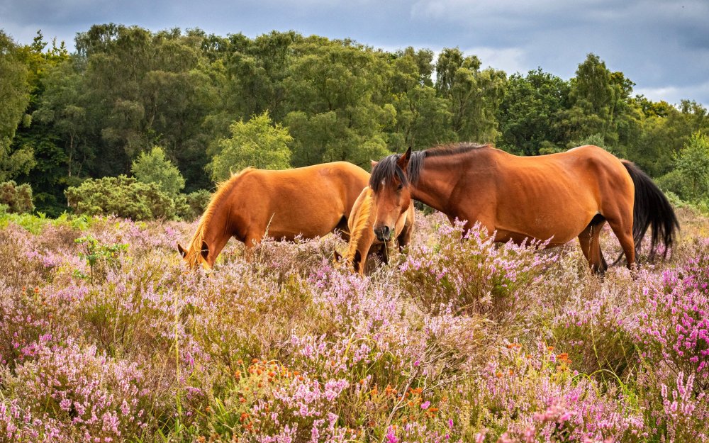 Лошади на лугу