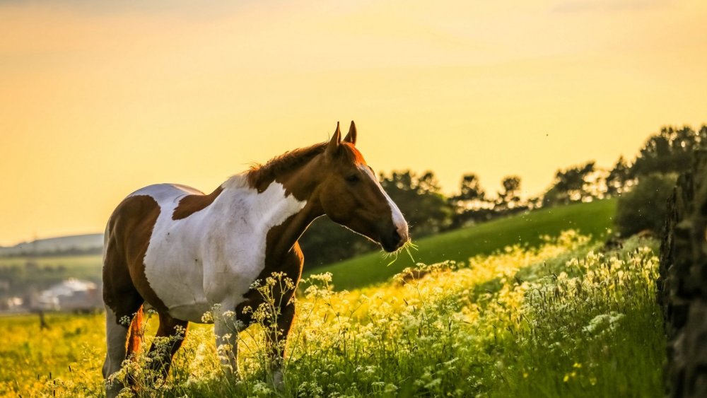Красивые лошади на природе