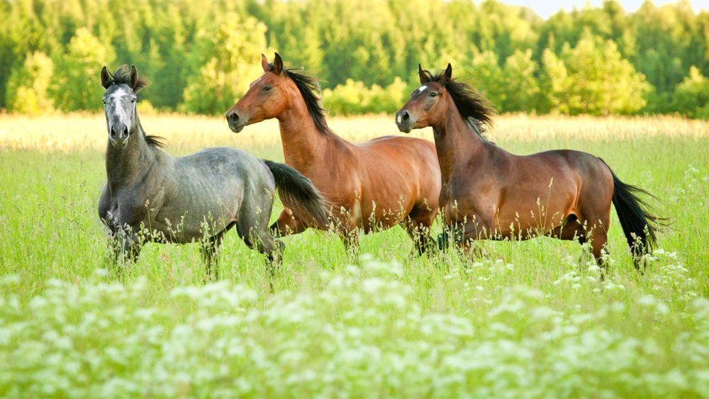Лошади панорама