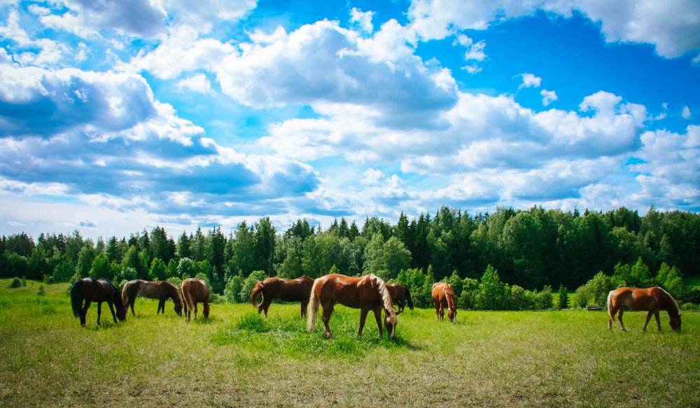 Лошадь в поле