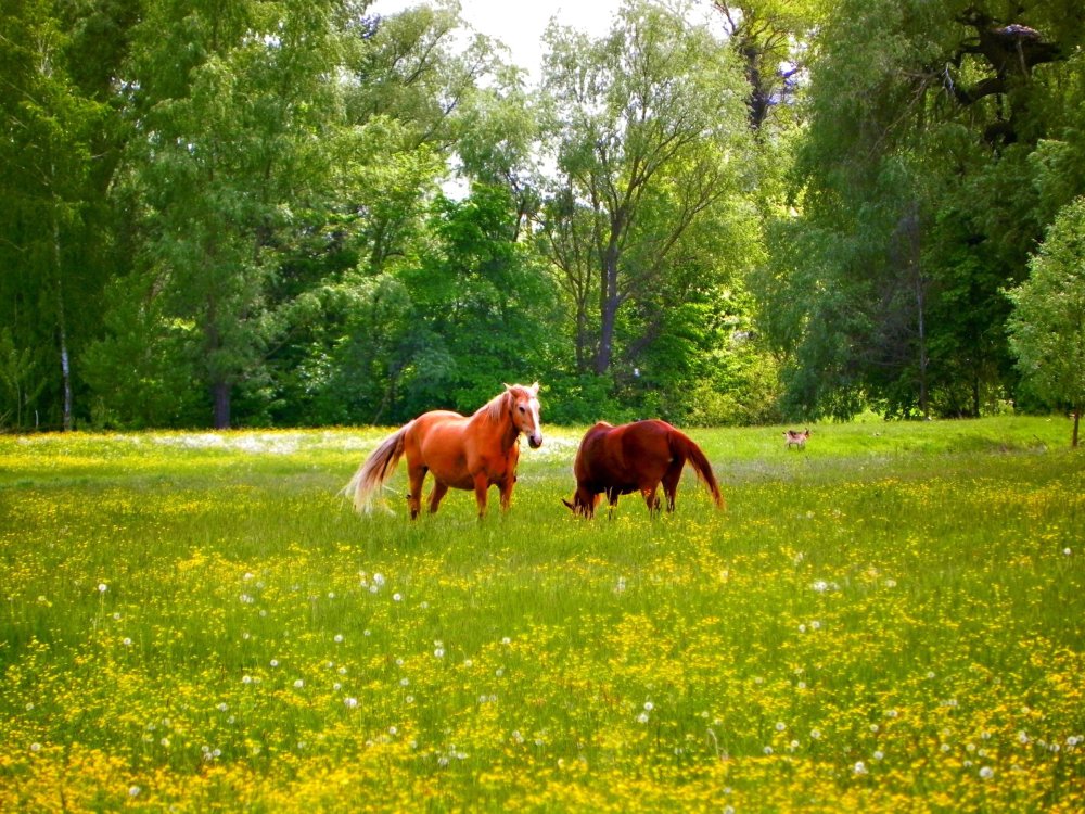 Лошади на природе