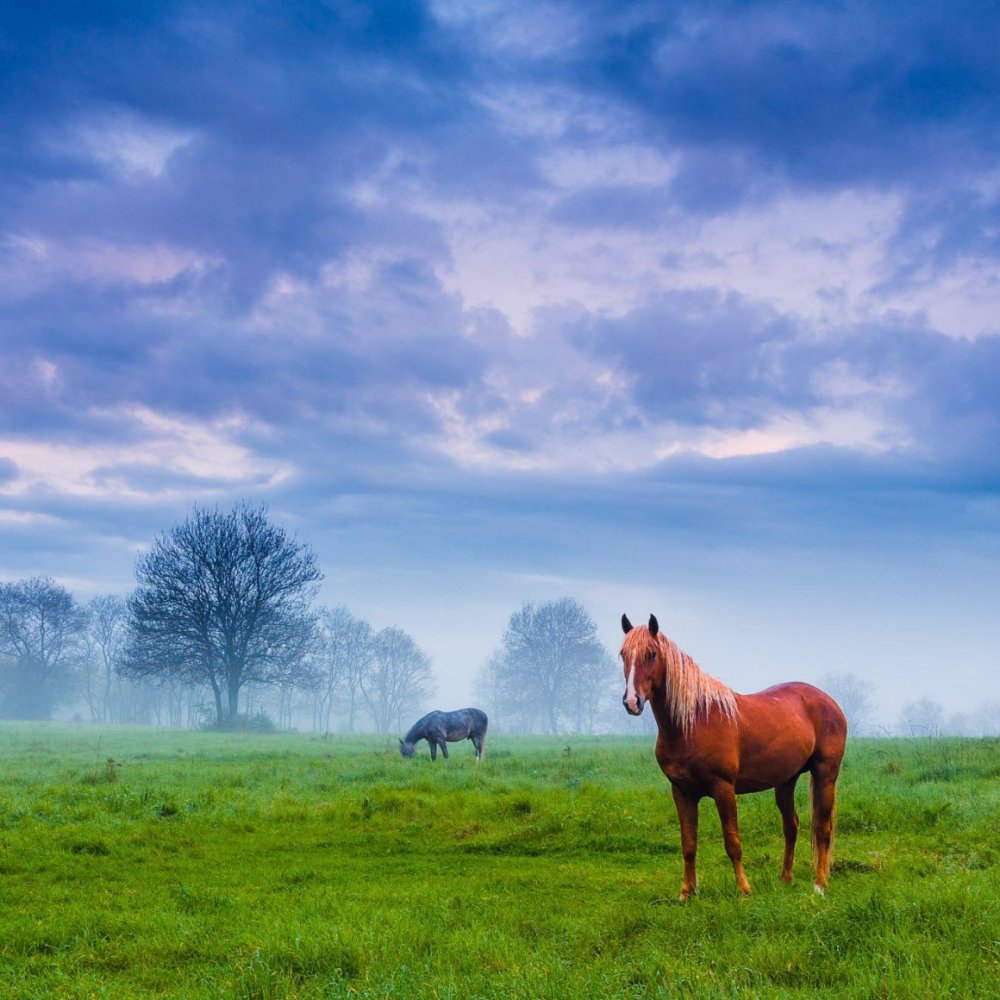 Лошади на природе