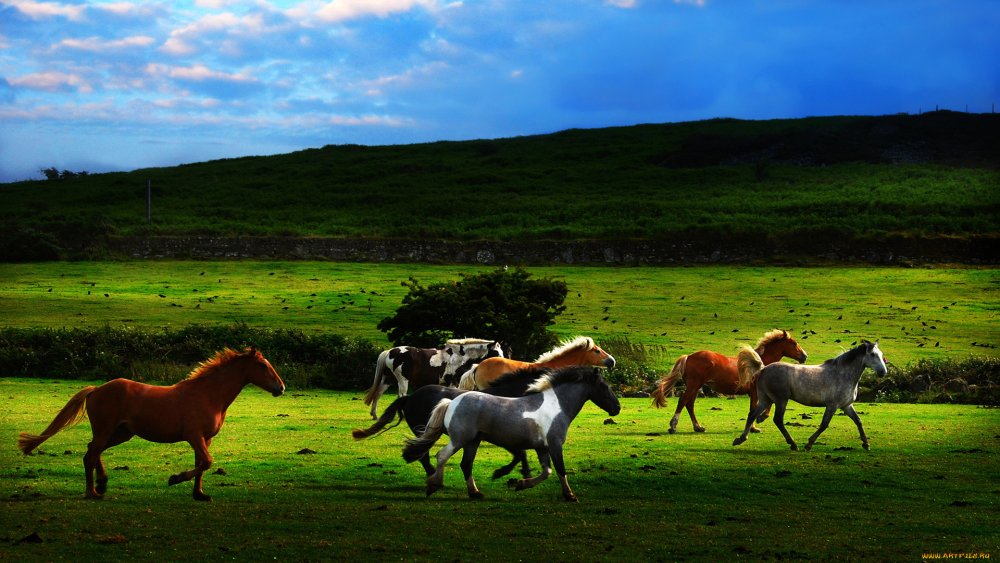 Конь в поле