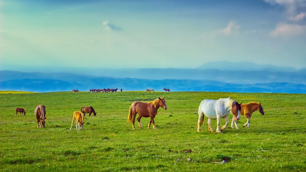 Лошади на рассвете