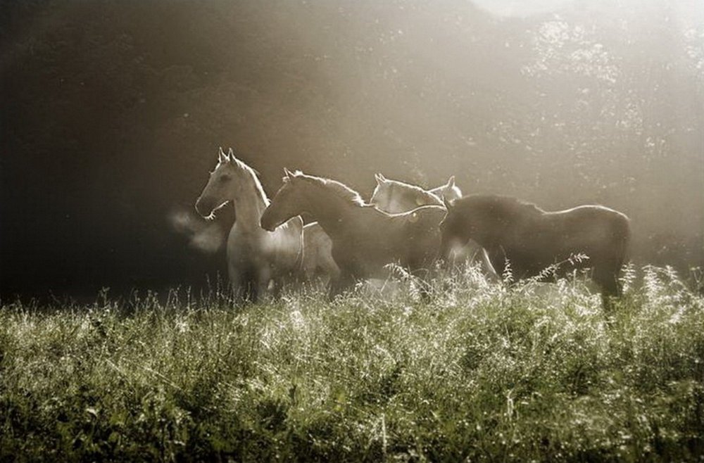 Лошадь в далеке