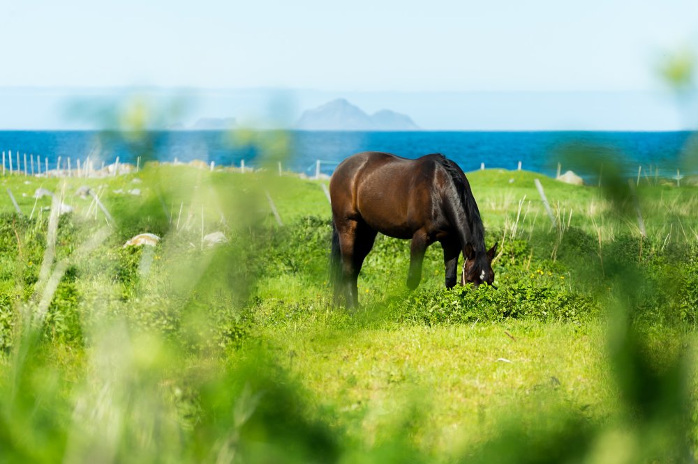 Конь в цветах