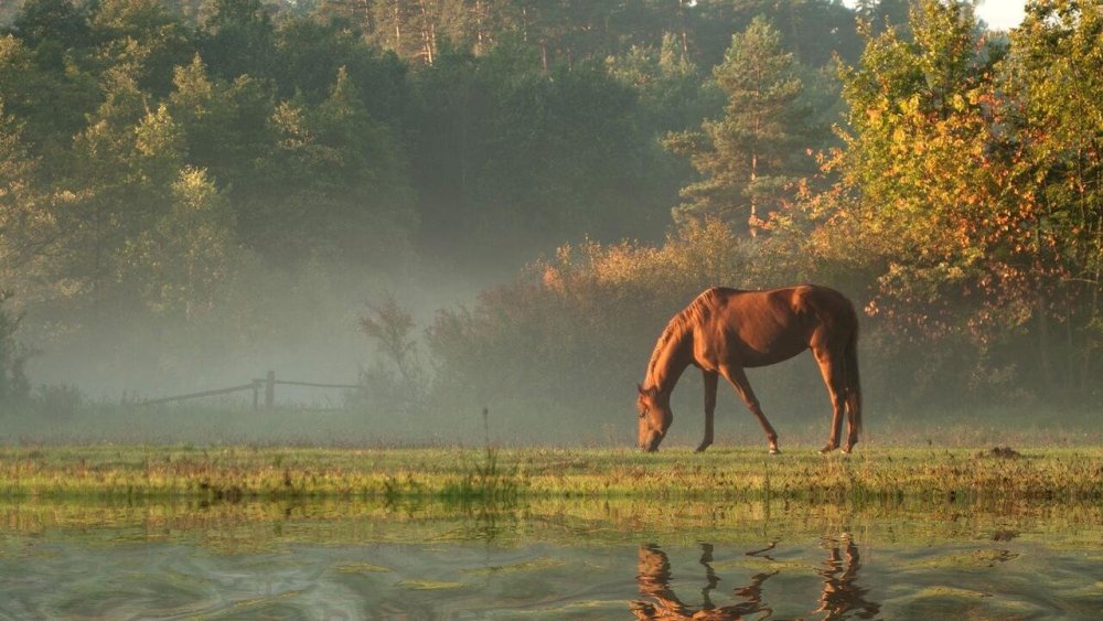 Лошади пасутся в степи