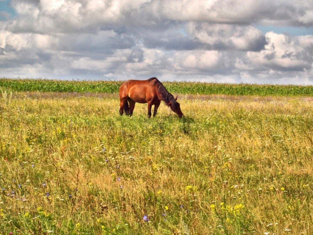 Деревенский пейзаж с лошадьми