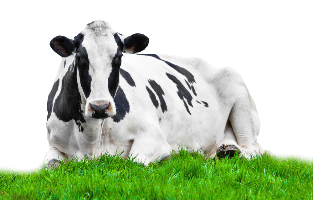 Коровы на лугу на белом фоне