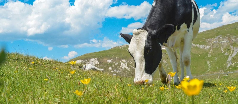 Коровы на лугу