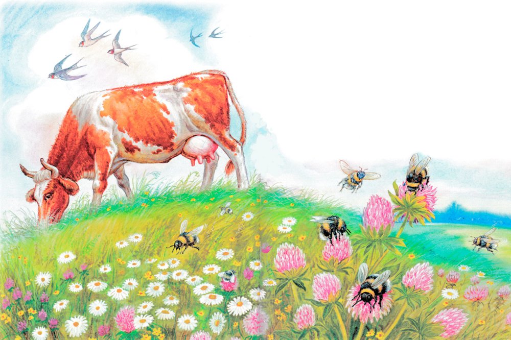 Произведение Виталия Бианки Сова