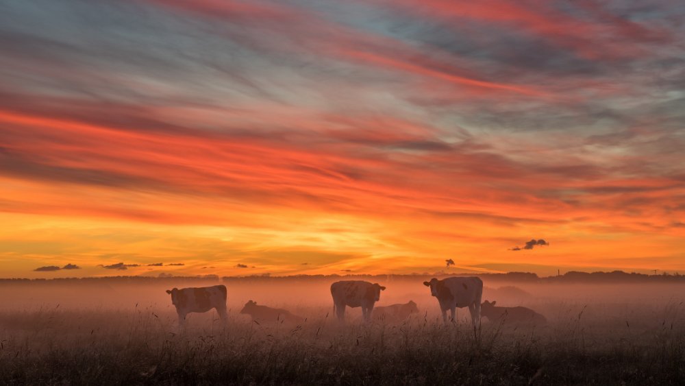 Коровы на закате