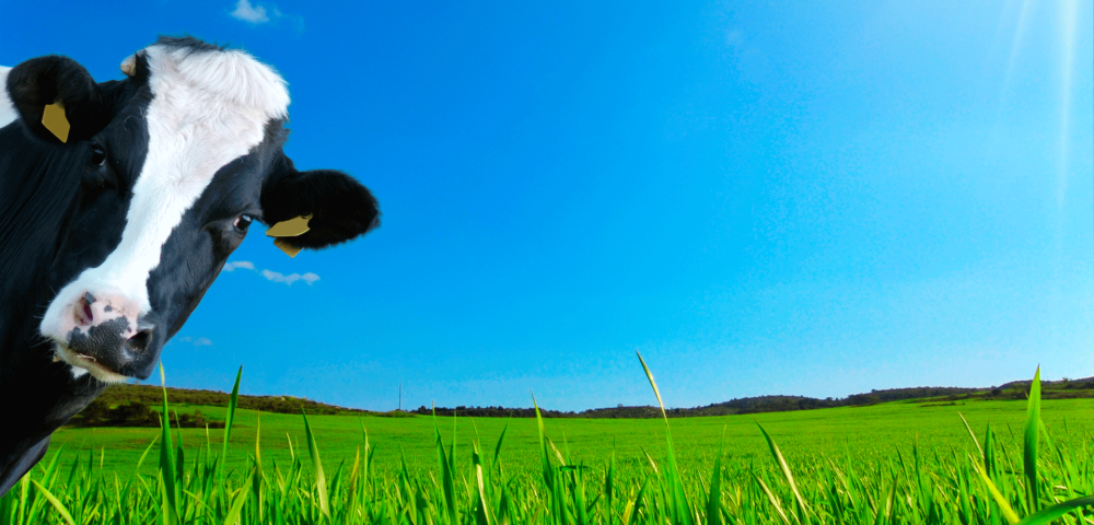 Реклама луг коровы