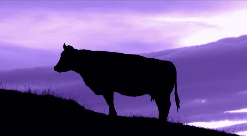 Фиолетовый бык