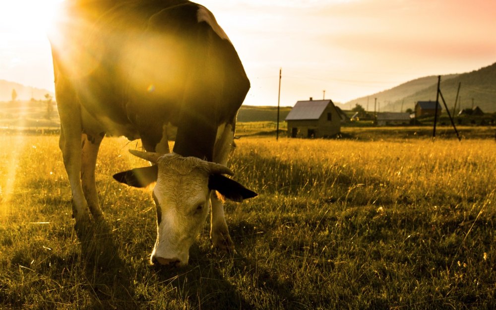 Коровы в поле