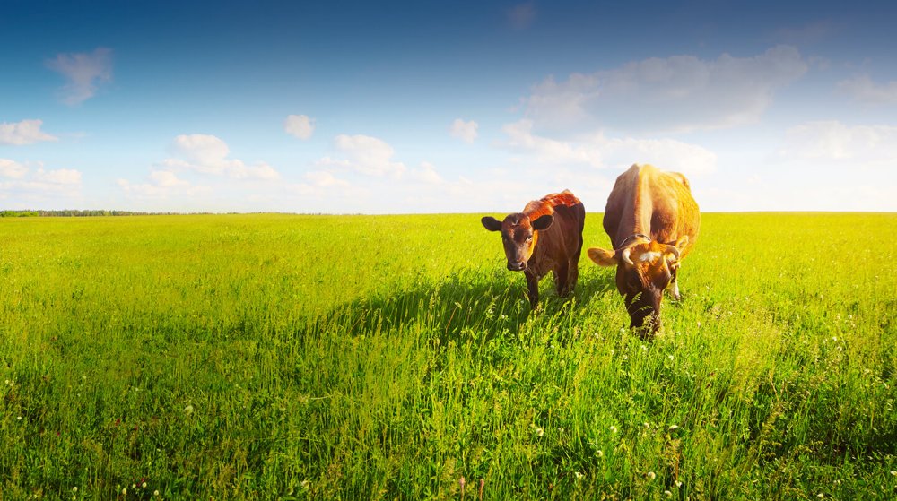 Корова вдали