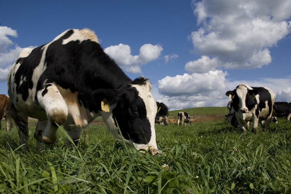Коровы на лугу едят